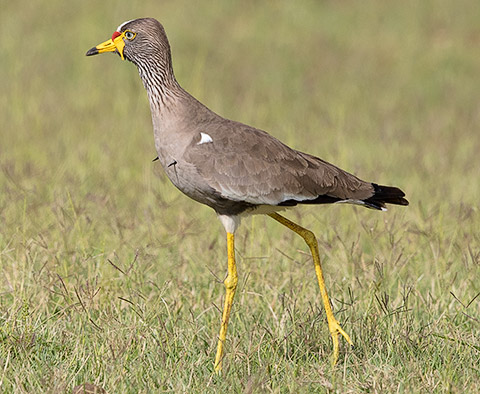 African Wattled Lapwing